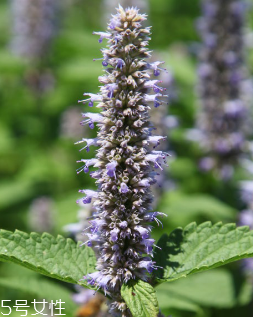 藿香和頭孢能一起吃嗎？藿香和頭孢能一起吃嗎？