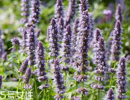 藿香在鹵水中的作用 藿香能放進(jìn)鹵水嗎？