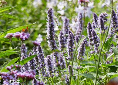 藿香在鹵水中的作用 藿香能放進(jìn)鹵水嗎？