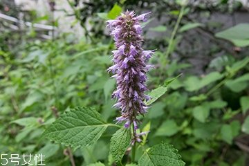 藿香和佩蘭能一起吃嗎？藿香和佩蘭的作用