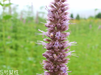 藿香和佩蘭能一起吃嗎？藿香和佩蘭的作用