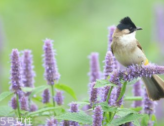藿香和什么不能一起吃？藿香能和阿莫西林一起吃嗎