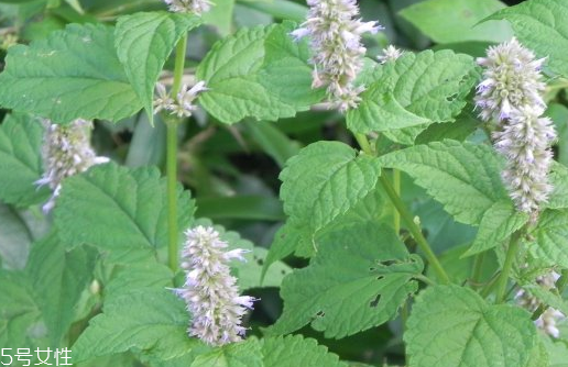 藿香適合哪些人吃？哪些人適合吃藿香？