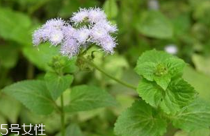 藿香適合哪些人吃？哪些人適合吃藿香？