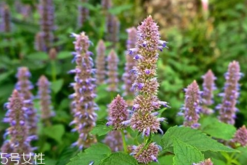 藿香適合哪些人吃？哪些人適合吃藿香？