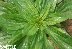 車前草是什么？車前草的作用是什么