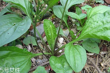 車前草是什么？車前草的作用是什么
