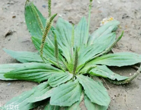 車前草怎么吃？車前草怎么做好吃？