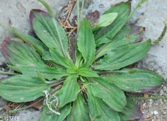 車前草怎么吃？車前草怎么做好吃？