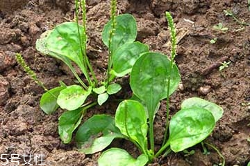 車前草怎么吃？車前草怎么做好吃？