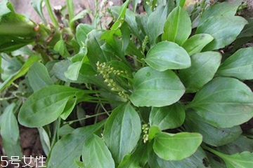 車前草和平車前的區(qū)別 車前草是平車前嗎？
