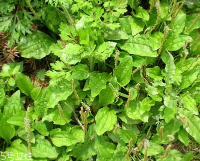 車前草和平車前的區(qū)別 車前草是平車前嗎？