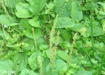 車前草和平車前的區(qū)別 車前草是平車前嗎？