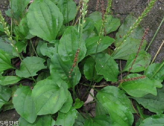 車前草可以經常喝嗎？經常和車前草會怎么樣？