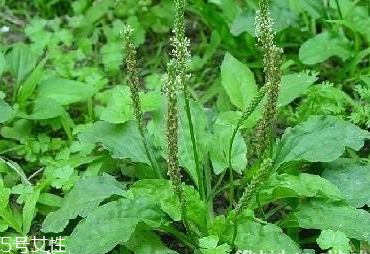 車前草可以經常喝嗎？經常和車前草會怎么樣？