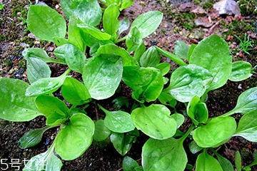 車前草可以經(jīng)常喝嗎？經(jīng)常和車前草會(huì)怎么樣？