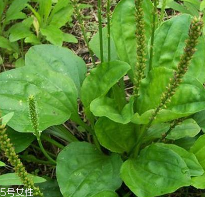 車前草是寒性還是熱性？車前草是寒性的嗎？