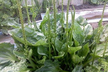 車前草是寒性還是熱性？車前草是寒性的嗎？