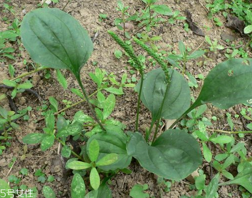 車前草的來歷 車前草的由來 車前草的來歷 車前草的由來