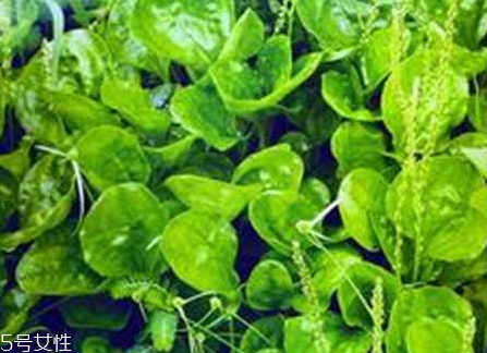 車前草和蒲公英能一起泡茶嗎？車前草和蒲公英能一起吃嗎？