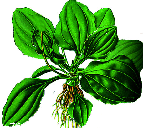 車前草和蒲公英能一起泡茶嗎？車前草和蒲公英能一起吃嗎？