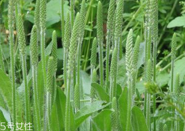車前草是水生植物嗎？車前草不是水生植物