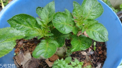 車前子和魚腥草的區(qū)別 車前子和魚腥草能一起吃嗎 車前子和魚腥草的區(qū)別 車前子和魚腥草能一起吃嗎