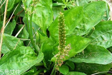 車前草的熱量 車前草能夠減肥嗎？