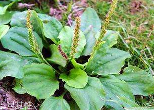 車前草的熱量 車前草能夠減肥嗎？