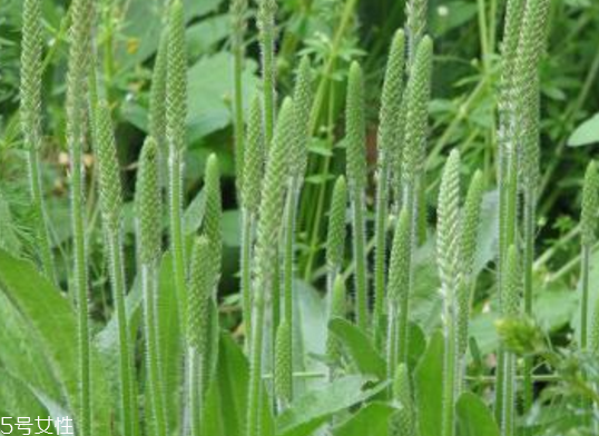 車前草的熱量 車前草能夠減肥嗎？
