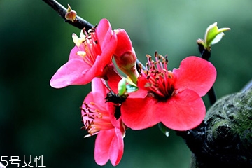 梅花可以糧酒嗎？梅花酒什么味道？