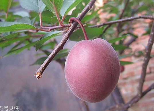 梅花會(huì)結(jié)果子嗎？梅花果子能吃嗎？