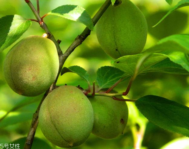 梅花會(huì)結(jié)果子嗎？梅花果子能吃嗎？