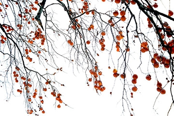 梅花會結(jié)果子嗎？梅花果子能吃嗎？