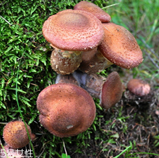 榛蘑的好處 榛蘑對人有什么益處？