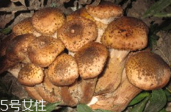 榛蘑的好處 榛蘑對人有什么益處？