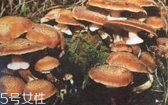 榛蘑是蘑菇嗎？榛蘑是什么蘑菇？