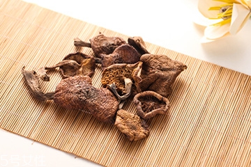 榛蘑是蘑菇嗎？榛蘑是什么蘑菇？