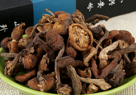 榛蘑的種植 榛蘑怎么培育？