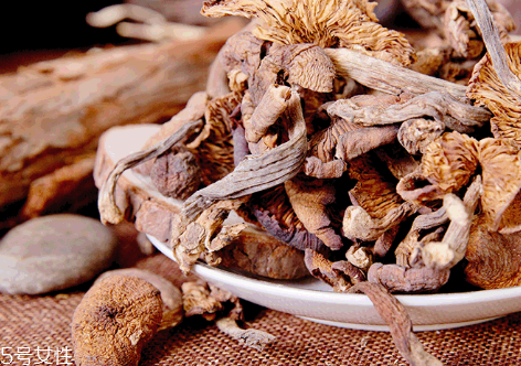 榛蘑的種植 榛蘑怎么培育？