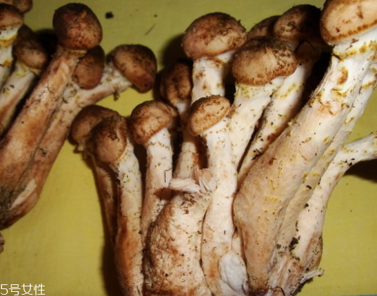 榛蘑的宜忌人群 哪些人適合吃榛蘑？