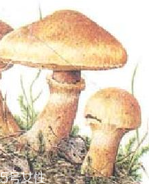 榛蘑的宜忌人群 哪些人適合吃榛蘑？