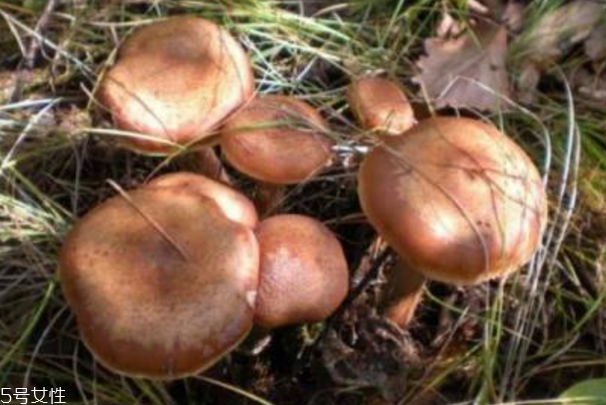 榛蘑是什么？榛蘑是干嘛的