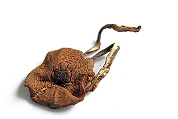 榛蘑能和豆腐一起吃嗎？榛蘑豆腐的做法