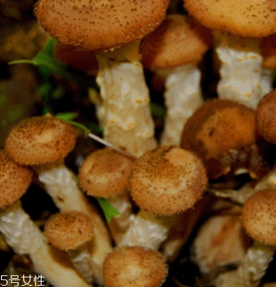 榛蘑是野生的好嗎？野生榛蘑的好處