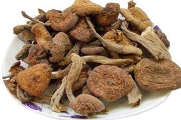 榛蘑是野生的好嗎？野生榛蘑的好處