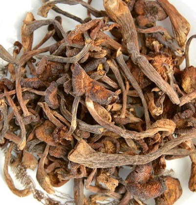 榛蘑是野生的好嗎？野生榛蘑的好處