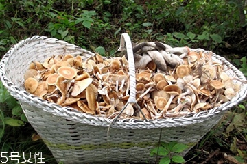 榛蘑的顏色 榛蘑是什么顏色的？