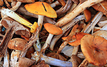 榛蘑的顏色 榛蘑是什么顏色的？