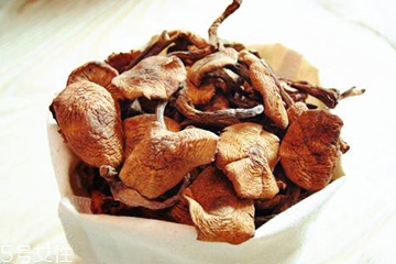 榛蘑多久能成熟？榛蘑的成熟期